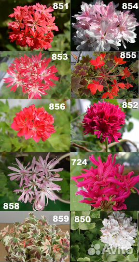 Пеларгонии стеллары,кактусные и др,все в тексте