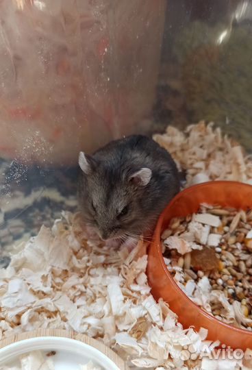 Бронь до 20.05. Джунгарский хомяк. Мальчик