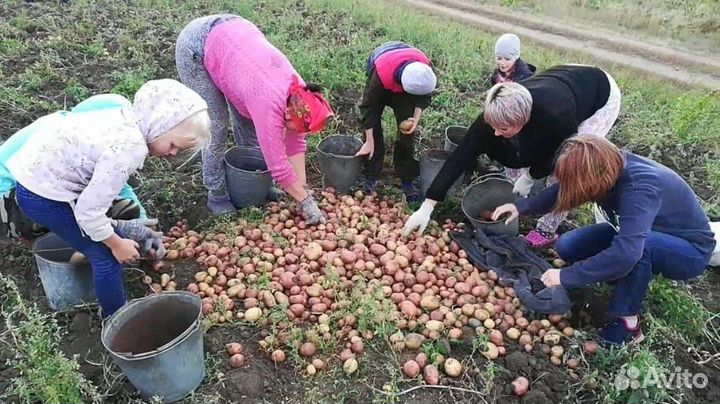 Инвестор или Компаньон