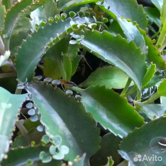 Каланхоэ, Алоэ Свежесрезанное для лечения