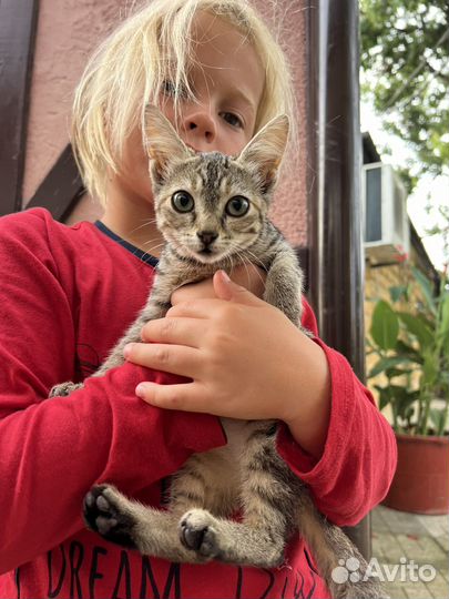 Кошка в дар