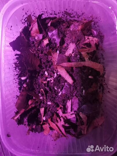 Дрозофила Хидея, Жук знахарь, Ногохвостка