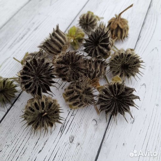 Канатник,подсолнух