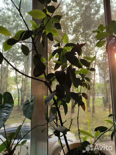 Лавровое дерево