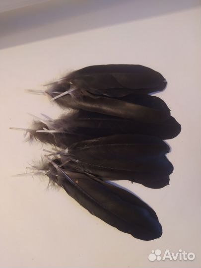 Перья ворона