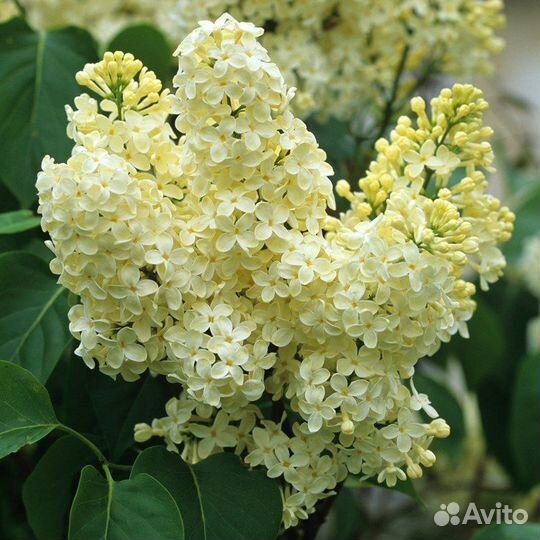 Сирень желтая'(примроуз)