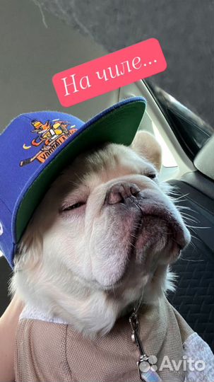 Щенки Французский бульдог пушистые флаффи Л4/Л4