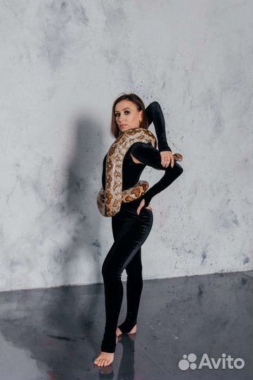 Аренда питона, попугая