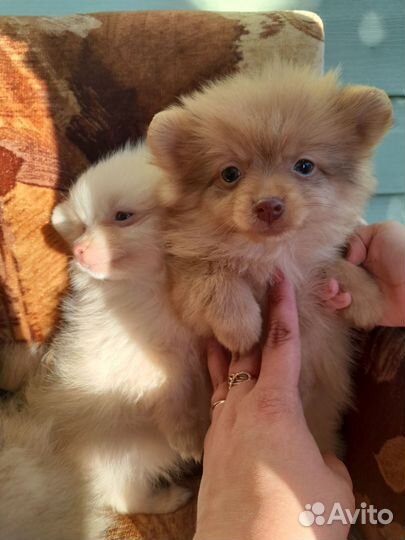 Щенки шпица