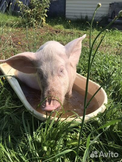 Продажа свиней живым весом