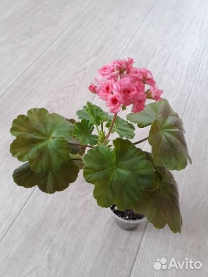 Пеларгония герань