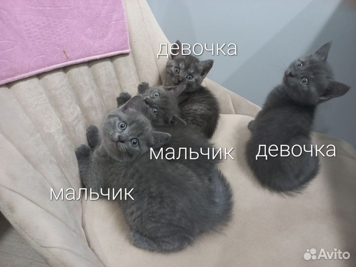 Котята шотландской мамы