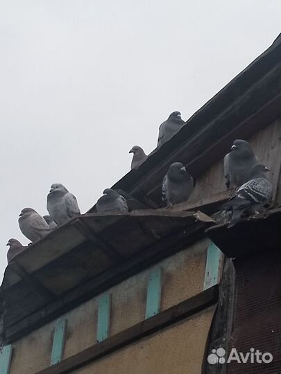 Спортивные голуби