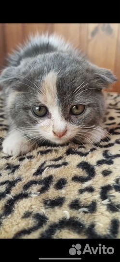 Шотландская вислоухая кошка бесплатно