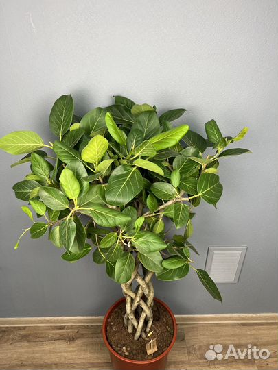Фикус бенгальский одри H 140