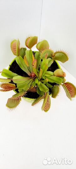 Мухоловки и папоротники