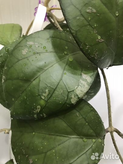 Хойи срезом