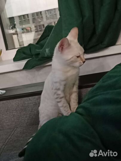 Бенгальские котята