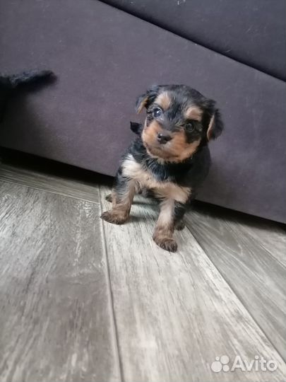 Йоркширский терьер