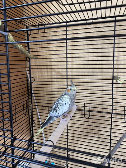 Попугай корелла с большой клеткой 88х60х40 см