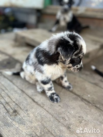 Лайка химера (гетерохром)