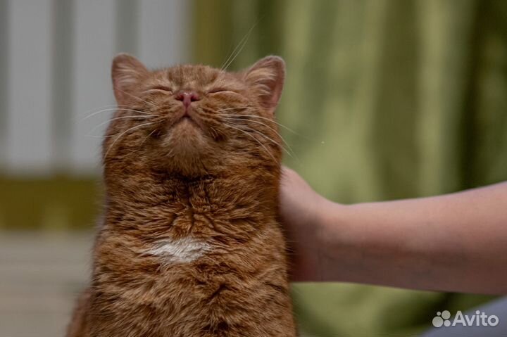Кастрированный кот