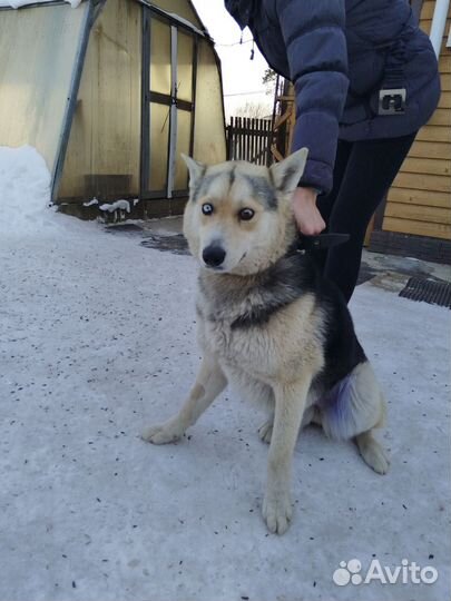 Сибирский хаски метис