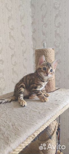 Бенгальские котята