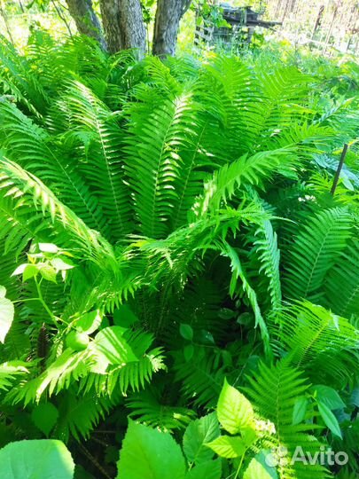 Папоротник