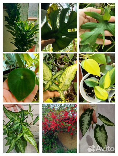 Садовые многолетники