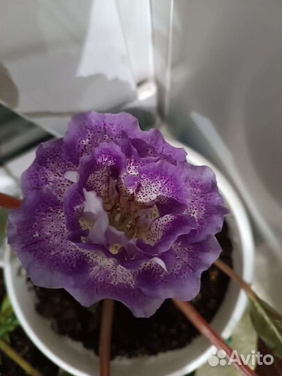 Глоксинии махровая сиреневая