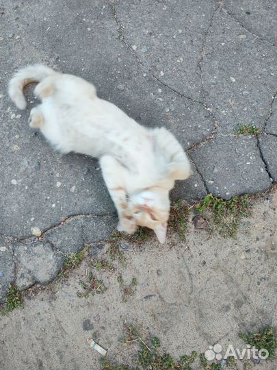 Кошки в добрые руки мальчик