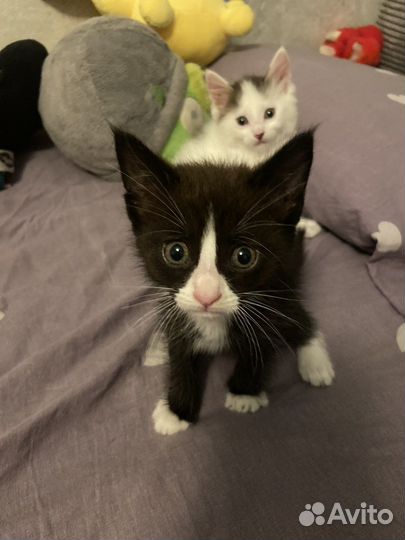 Котята мейн-кун