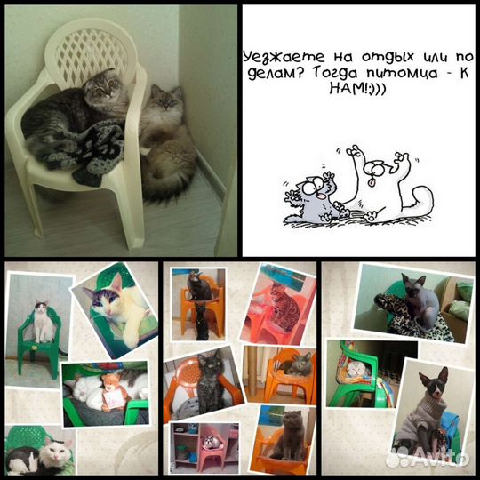 Домашняя Гостиница для кошек и мелких зверей :)