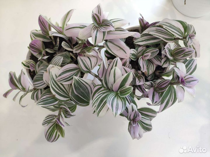 Традесканция сортовая Розовый холм, Альба