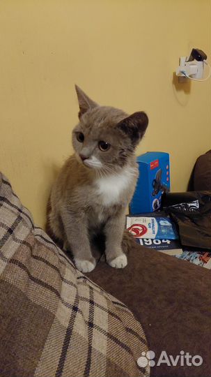 Кот бесплатно