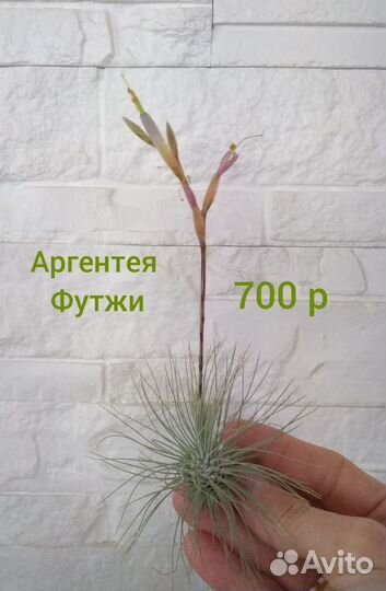 Цветущие Тилландсии (часть 4)