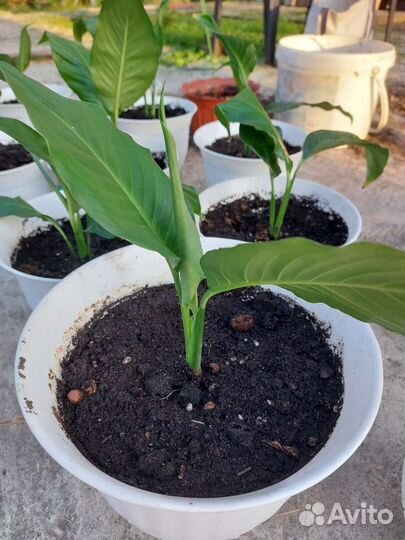 Продам цветы комнатные