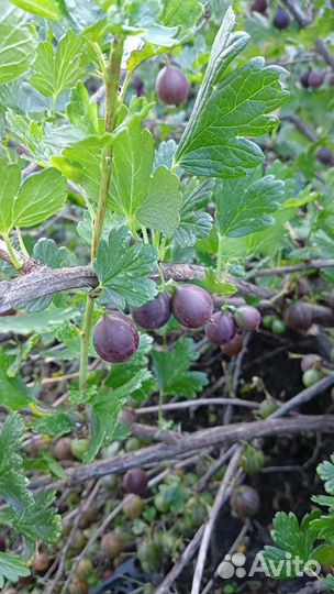 Саженцы крыжовника йошта, малина, жимолость