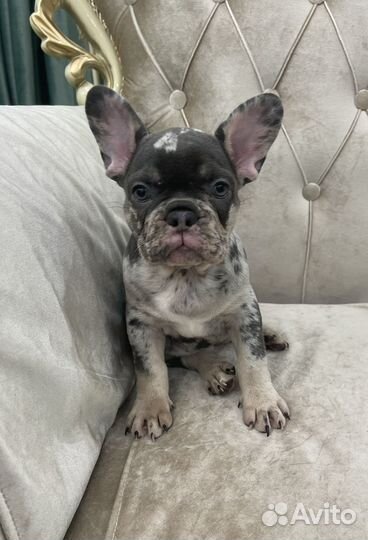 Мраморное чудо