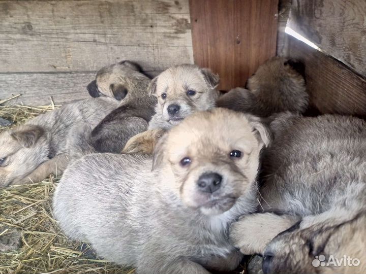 Собаки щенки бесплатно