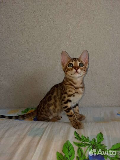 Бенгальский котенок девочка