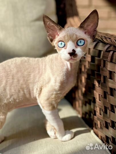 Роскошная девочка девон рекс