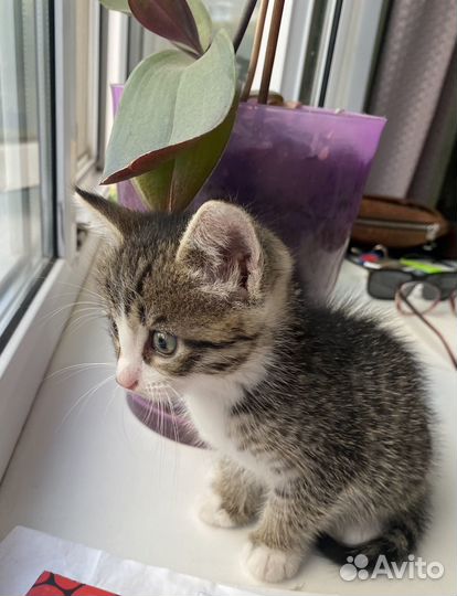 Котенок ищет дом