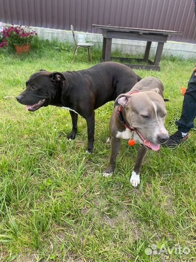 Щенки питбуля