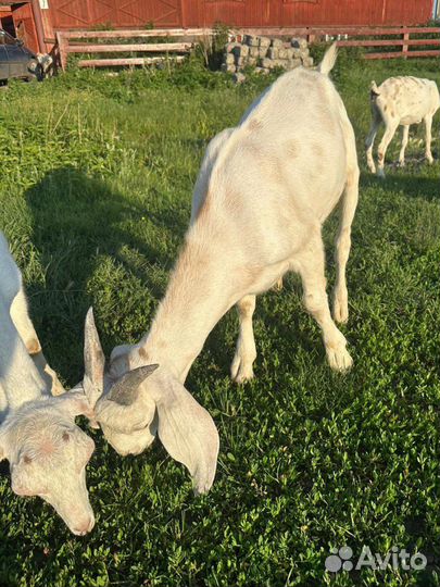 Нубийские козлята