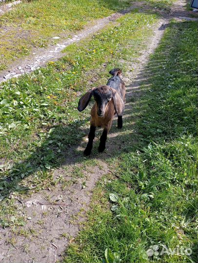 Козёл нубийский (вязка)