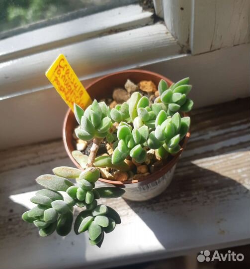 Суккуленты редкие, кактусы
