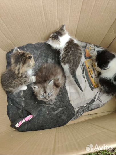 Кошка в дар бесплатно