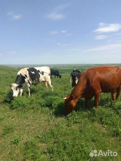 Коровы телята